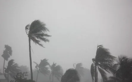 rain storm impact coconut tree,strong wind with gray sky before tornado,typhoon,or hurricane come.